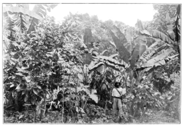 Young Cultivation, with catch Crop of Bananas, Cassava,
and Tania: Trinidad.