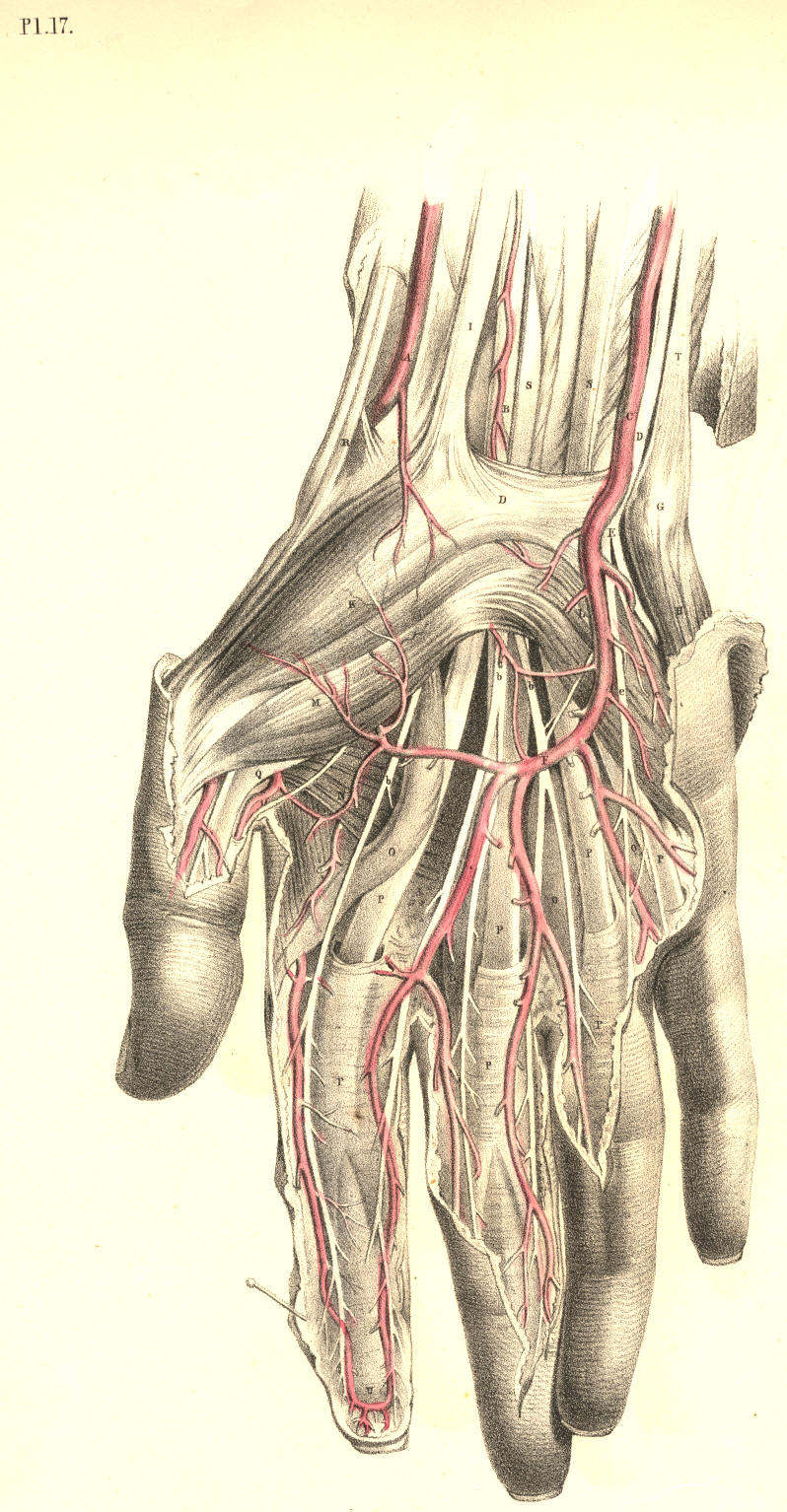 Hand Arteries