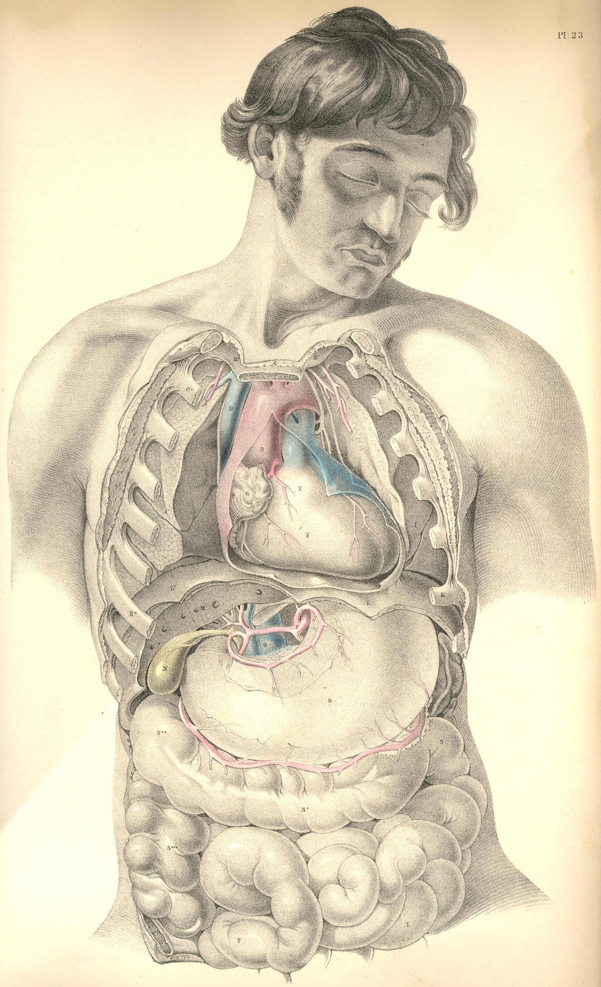 Epiploic Artery