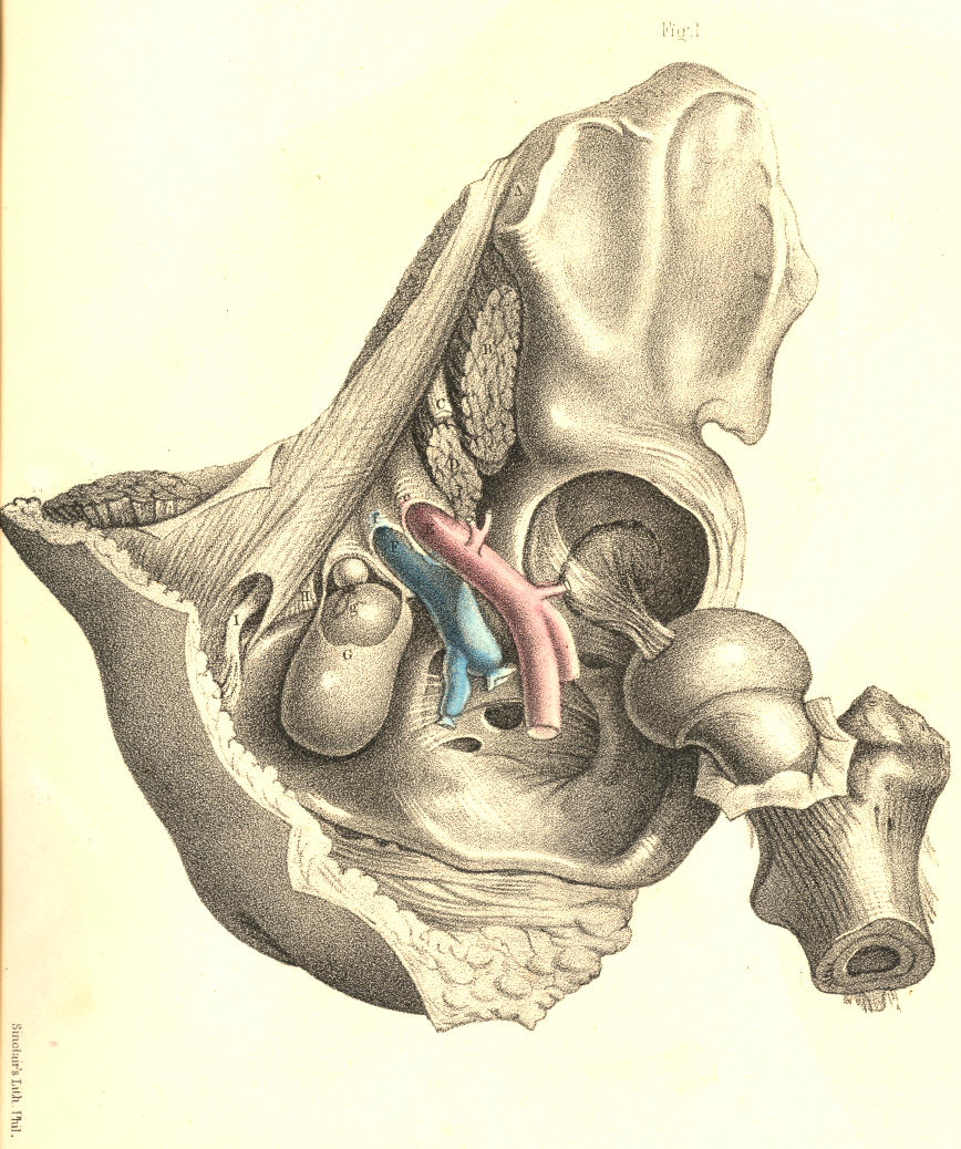 iliac ligaments