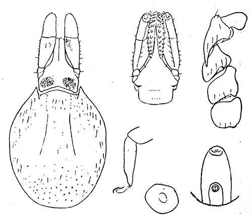 50. Ixodes ricinus, var. scapularis, female. Capitulum and
scutum; ventral aspect of capitulum; cox; tarsus 4;
spiracle; genital and anal grooves. After Nuttall and
Warburton.
