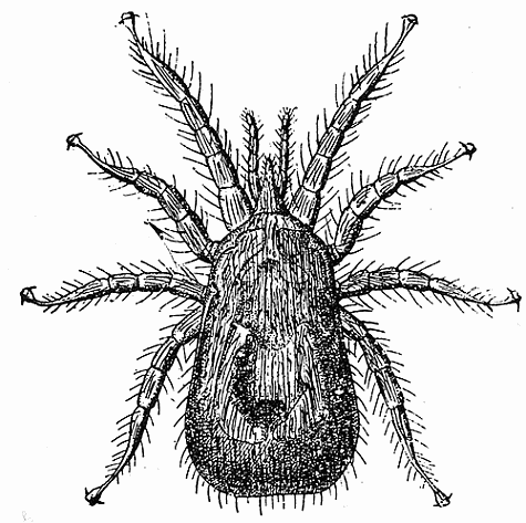 51. Dermanyssus gallin, female. After Delafond.