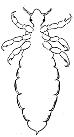 65. Pediculus humanus,
ventral aspect
of male. (10)