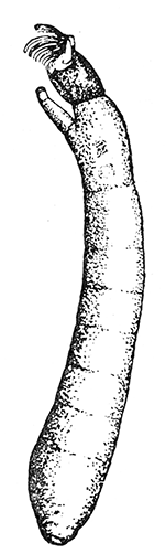 75. Larva of Simulium,
(8).
After Garman.