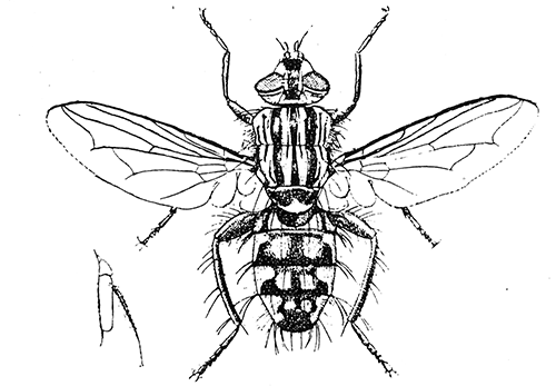 106. A flesh fly (Sarcophaga), (4). After Graham-Smith.