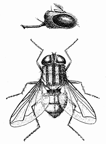 107. Chrysomyia macellaria, (3).