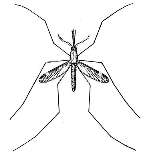 131. Anopheles punctipennis. Female, (4). After Howard.