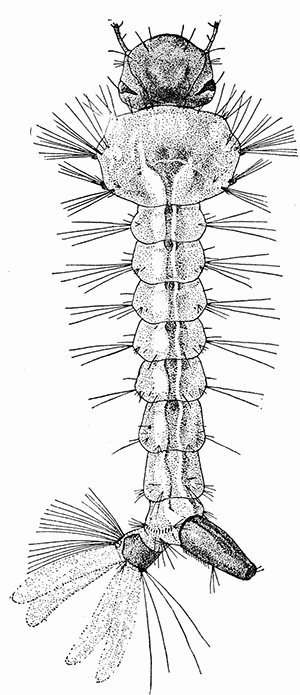 135b. Ades calopus; larva. (7).
After Howard.