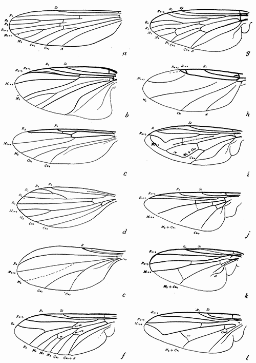 163. Wings of Diptera. (a) Anopheles; (b) Prosimulium; (c) Johannseniella; (d) Phlebotomus
(After Doerr and Russ); (e) Tersesthes (after Townsend); (f) Tabanus;
(g) Symphoromyia; (h) Aphiochta; (i) Eristalis; (j) Gastrophilus;
(k) Fannia; (l) Musca.