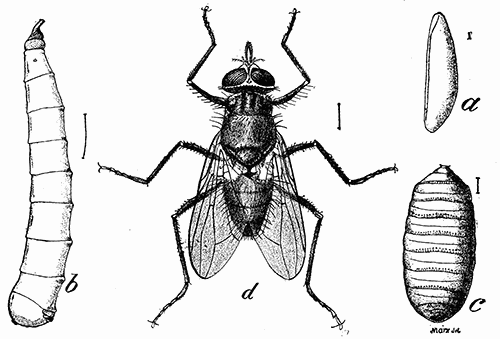 167. Horn fly. (a) egg; (b) larva; (c) puparium; (d) adult. (4). Bureau of Entomology