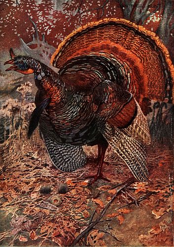 full-colour large turkey