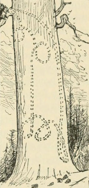 TRACK OF DOUGLAS SQUIRREL ONCE DOWN AND UP A PINE-TREE WHEN SHOWING OFF TO A SPECTATOR