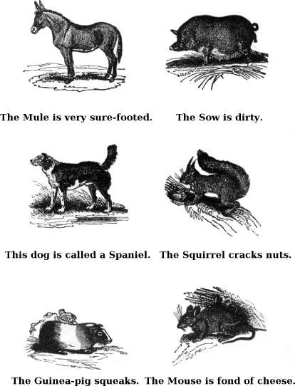 The Mule is Very Sure-footed. The Sow is Dirty. This Dog is Called a Spaniel. The Squirrel Cracks Nuts. The Guinea-pig Squeaks. The Mouse is Fond of Cheese. 