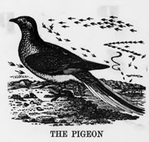 THE PIGEON