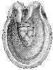 RESECTION OF TERMINAL PORTION OF THE PERFORANS.