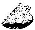 LONGITUDINAL SECTION OF A FOOT WITH LAMINITIS OF THREE WEEKS' STANDING.