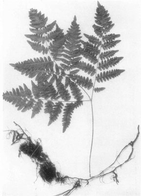 Common Bracken or Brake