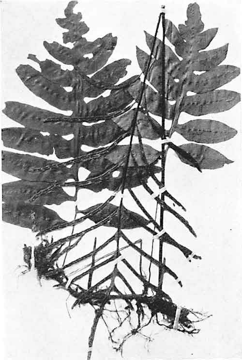 Net-Veined Chain Fern