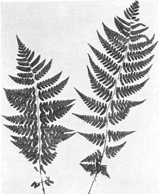 Crested Marginal Fern