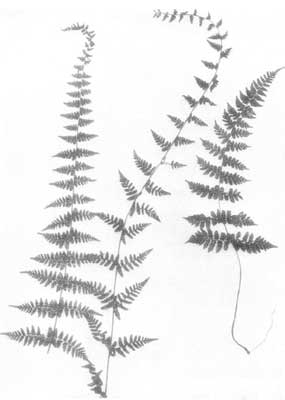 Bulblet Bladder Fern