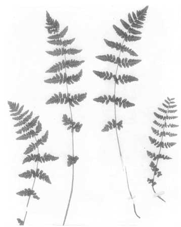 Blunt-lobed Woodsia