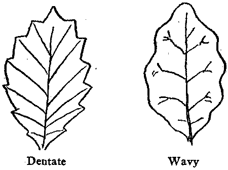 Dentate Wavy