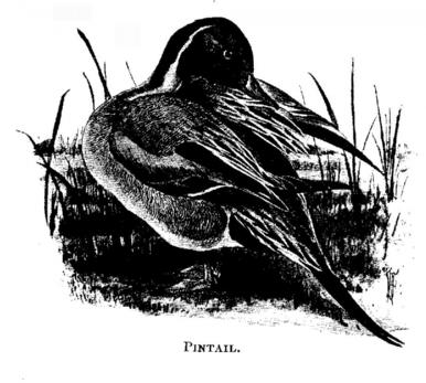 Pintail. 