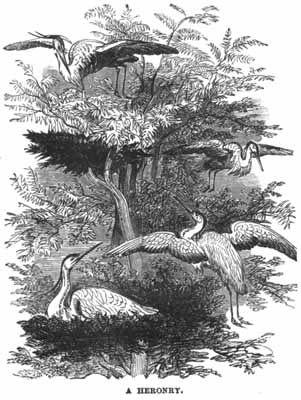 A Heronry.