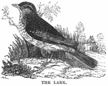 The Lark.