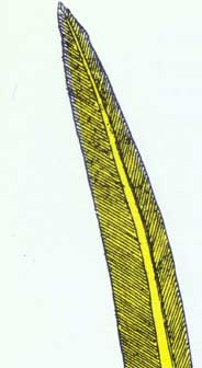 Image of Agrippa's quill.