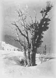 An Alpine White Pine, defying the storms, on the north slope of Mt. Rose, 9,500 Ft.