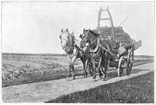 Sterke paarden aan het werk.