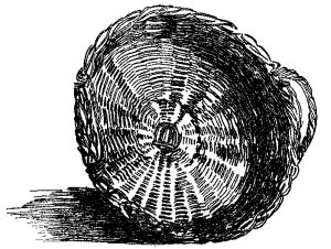 This is the basket made and used by Katharine. It is a gathering basket just right for fruit and short-stemmed flowers