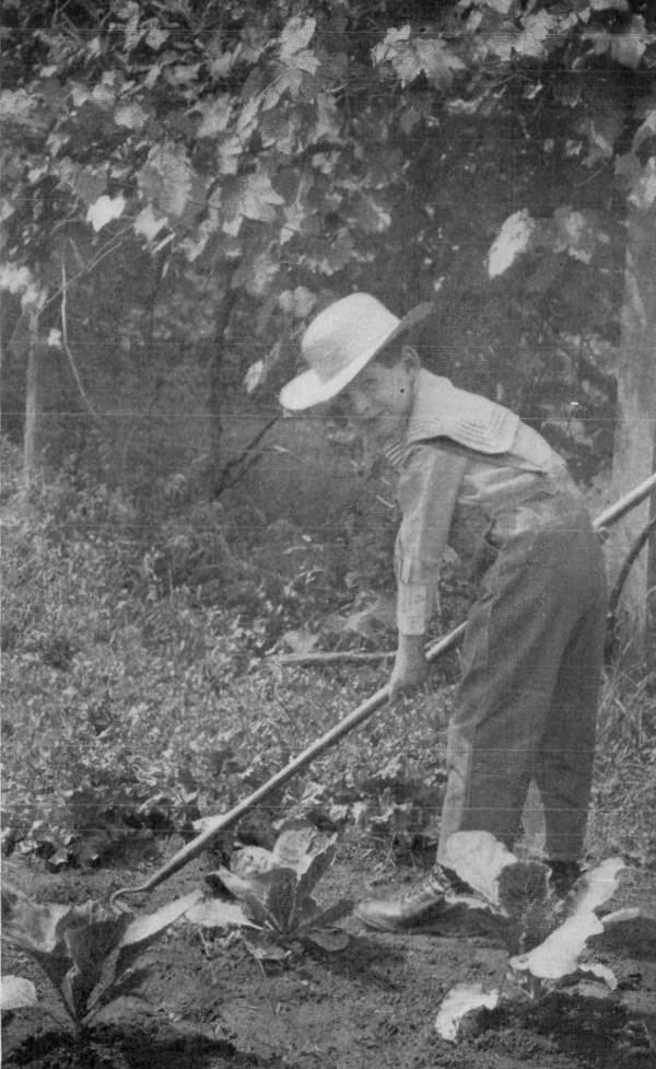 Constant Cultivation of the Soil Saved George's Cabbages