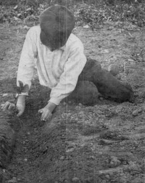 Photograph by W.H. Jenkins  Myron Transplanting his Long-rooted Strawberry Plants.