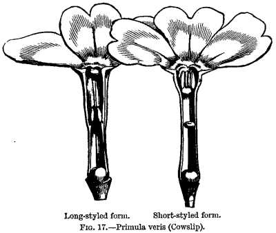 FIG. 17.—Primula veris (Cowslip).