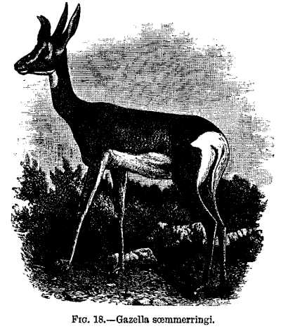 FIG. 18.—Gazella soemmerringi.