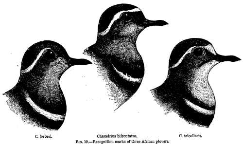 FIG. 19—Recognition marks of three African plovers.