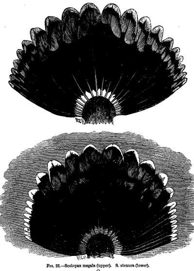 FIG. 22.—Scolopax megala (upper). S. stenura (lower).