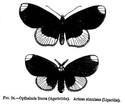 FIG. 24.—Opthalmis lincea (Agaristidae). Artaxa simulans (Liparidae).