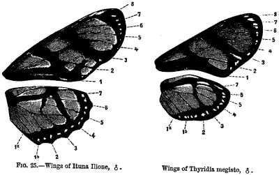 FIG. 25.—Wings of Ituna Ilione, female. Wings of Thyridia megisto, female.