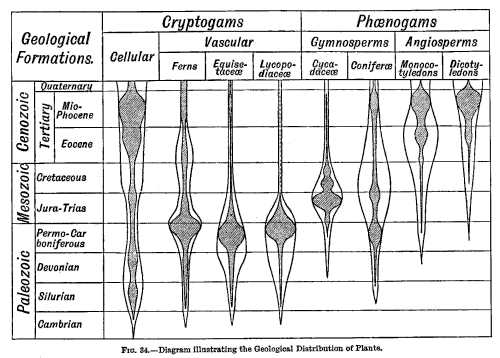 FIG. 34.—Diagram illustrating the Geological Distribution of Plants.