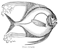 Illustration: ZEUS CILIARIS