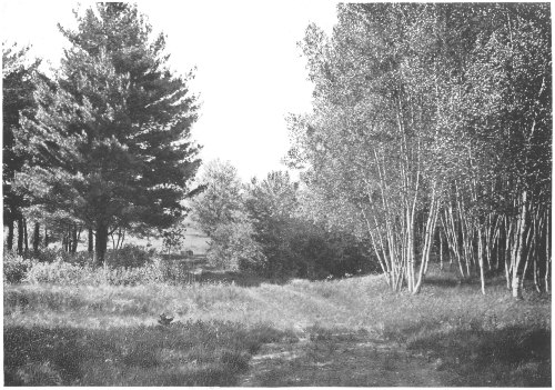 Pines and Silver Birches