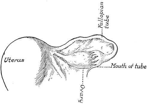 [UTERUS, OVARY AND FALLOPIAN TUBE]