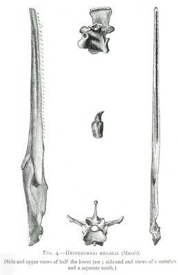 FIG. 4.—HESPERORNIS REGALIS (Marsh).