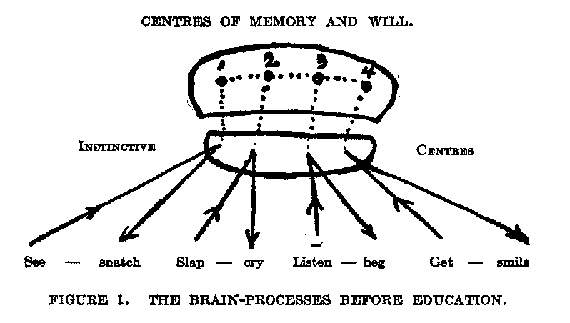 FIGURE 1. THE BRAIN-PROCESSES BEFORE EDUCATION.