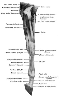 Fig. 3—Muscles of Left Thoracic Limb from Elbow Downward; Medial (Internal) View. The fascia and the ulnar head of the flexor carpi ulnaris have been removed. 1, Distal end of humerus; 2, median vessels and nerve. (From Sisson's ''Anatomy of the Domestic Animals'').