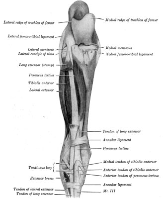 Fig. 41—Muscles of right leg; front view. The greater part of the long extensor has been removed. 1, 2, 3. Stumps of patellar ligaments. 4. Tuberosity of tibia. (From Sisson's ''Anatomy of the Domestic Animals.'')