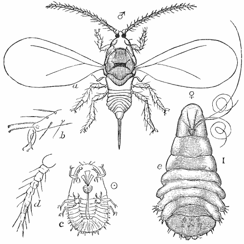 Mussel Scale-Insect (Mytilaspis pomorum.